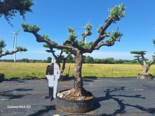 Olivier nuage, niwaki 2543 Montélimar dans le Drôme