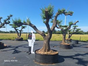 Olivier nuage, niwaki 2756 Wattrelos dans le Nord