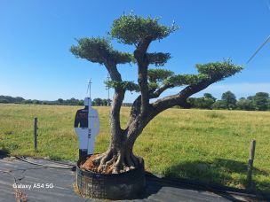 Olivier nuage, niwaki 1813  dans le 