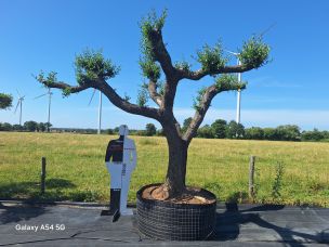 Olivier nuage, niwaki 2759 Arras dans le Pas de Calais