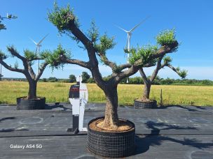 Olivier nuage, niwaki 2761 Thionville dans le Moselle