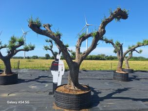 Olivier nuage, niwaki 2763 Talence dans le Gironde