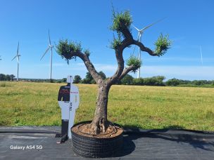 Olivier nuage, niwaki 2765 Saint Germain en Laye dans le Yvelines