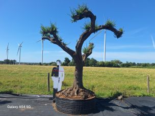 Olivier nuage, niwaki 2768 Bourg en Bresse dans le Ain