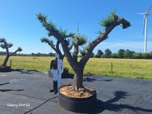 Olivier nuage, niwaki 2769 Garges lès Gonesse dans le Val d Oise