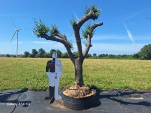 Olivier centenaire 2805 Sainte Geneviève des Bois dans le Essonne