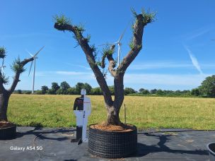 Olivier centenaire 2806 Haguenau dans le Bas Rhin
