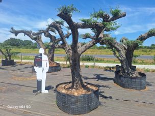 Olivier nuage, niwaki 2415 Troyes dans le Aube