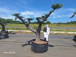 Olivier nuage, niwaki 2417 Les Abymes dans le Guadeloupe