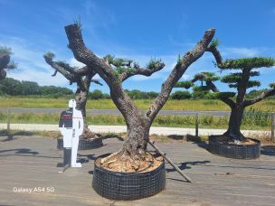 Olivier nuage, niwaki 2799 Conflans Sainte Honorine dans le Yvelines