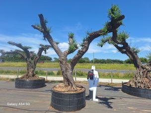 Olivier nuage, niwaki 2783 Poissy dans le Yvelines