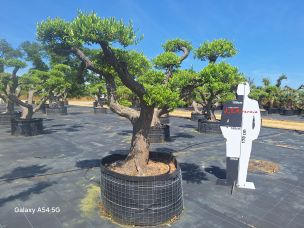 Olivier nuage, niwaki 2950 Cholet dans le Maine et Loire