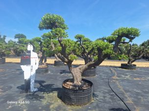 Olivier nuage, niwaki 2952 Pantin dans le Seine Saint Denis