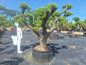 Olivier nuage, niwaki 2960 Saint Louis dans le La Réunion