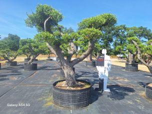 Olivier nuage, niwaki 2964 Évry dans le Essonne