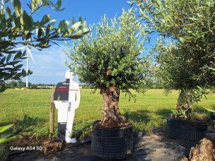 Olivier centenaire 2982 Bobigny dans le Seine Saint Denis