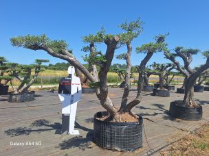 Olivier nuage, niwaki 2448 Grasse dans le Alpes Maritimes