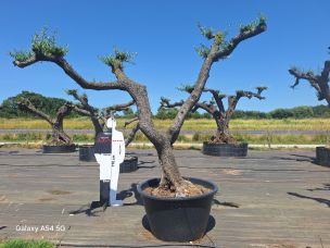 Olivier nuage, niwaki 2793 Roanne dans le Loire