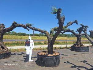 Olivier nuage, niwaki 2781 Bagneux dans le Hauts de Seine
