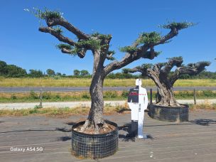 Olivier nuage, niwaki 2426 Montauban dans le Tarn et Garonne