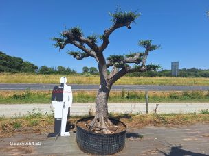 Olivier nuage, niwaki 2450 Sartrouville dans le Yvelines