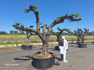 Olivier nuage, niwaki 2779 Anglet dans le Pyrénées Atlantiques