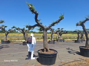 Olivier nuage, niwaki 2797 Saint Benoît dans le La Réunion