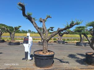 Olivier nuage, niwaki 2796 Colomiers dans le Haute Garonne