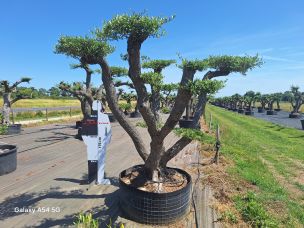Olivier nuage, niwaki 2453 Belfort dans le Territoire de Belfort