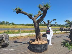 Olivier nuage, niwaki 2778 La Courneuve dans le Seine Saint Denis