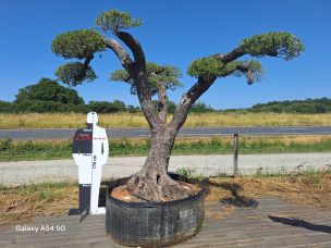 Olivier centenaire 2985 Blois dans le Loir et Cher
