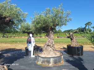 Olivier centenaire 2131 Champigny sur Marne dans le Val de Marne