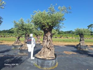 Olivier centenaire 2057 Viry Châtillon dans le Essonne