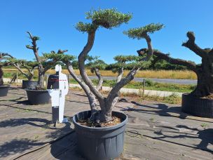 Olivier nuage, niwaki 2470 Châteauroux dans le Indre