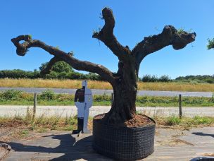 Olivier nuage, niwaki 2988 Châteauroux dans le Indre
