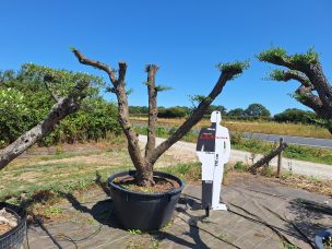Olivier nuage, niwaki 2776 Rezé dans le Loire Atlantique