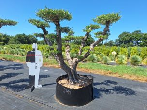Olivier nuage, niwaki 2719 Brive la Gaillarde dans le Corrèze
