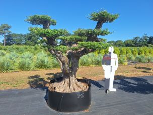 Olivier nuage, niwaki 2705 Évry dans le Essonne