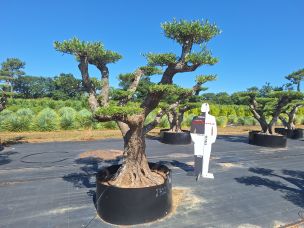 Olivier nuage, niwaki 2702 Arles dans le Bouches du Rhône