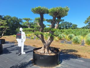 Olivier nuage, niwaki 2690 Hyères dans le Var