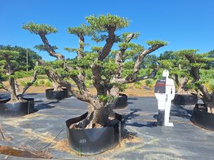 Olivier nuage, niwaki 2687 Villejuif dans le Val de Marne