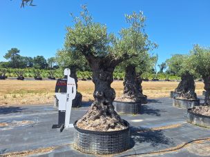 Olivier centenaire 2099 Tours dans le Indre et Loire