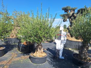 Olivier centenaire 2877 Amiens dans le Somme