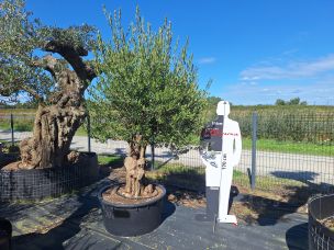 Olivier centenaire 2878 Metz dans le Moselle
