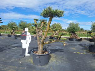 Olivier nuage, niwaki 2314 Nogent sur Marne dans le Val de Marne