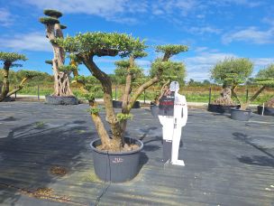 Olivier nuage, niwaki 2320 Goussainville dans le Val d Oise