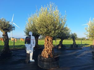 Olivier centenaire 2922 Mérignac dans le Gironde