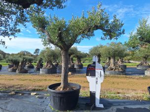 Olivier centenaire 2647 Rueil Malmaison dans le Hauts de Seine