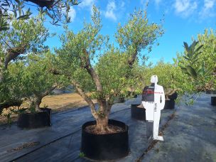 Olivier centenaire 2608 Angers dans le Maine et Loire