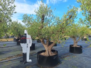 Olivier centenaire 2615 Brest dans le Finistère